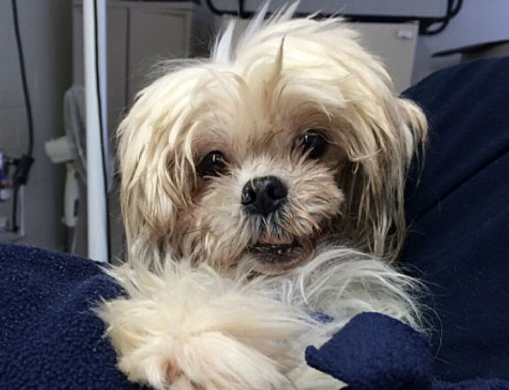 Tips on How to Host a Successful Pet Food Drive