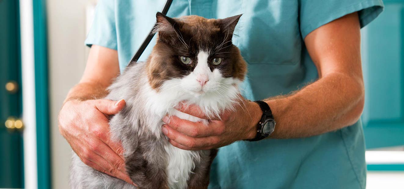 Veterinary Care Program