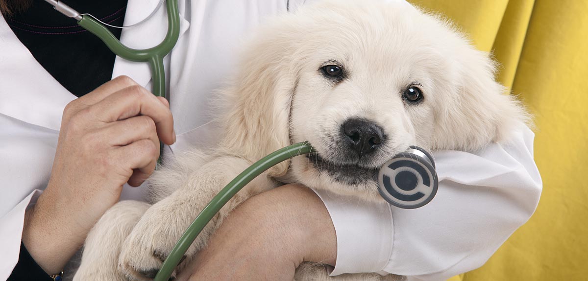 Financial Aid toward Veterinary Care