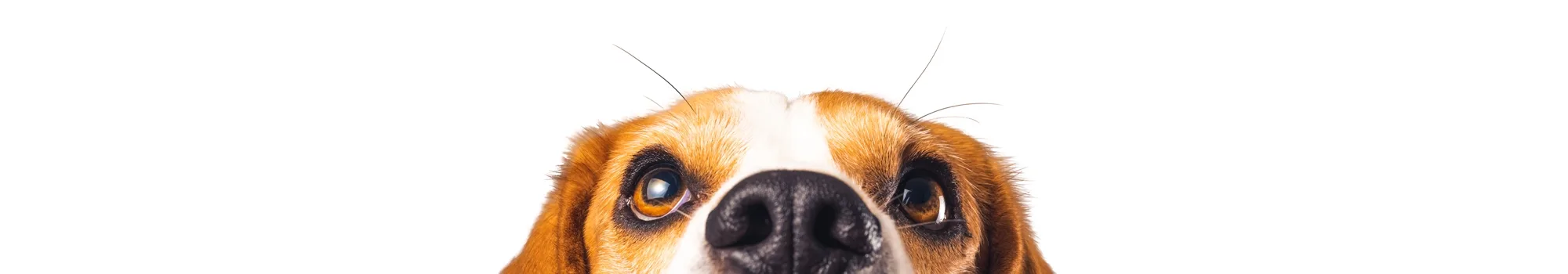 BeagleFace_BG Dog tilting head to look upwards.