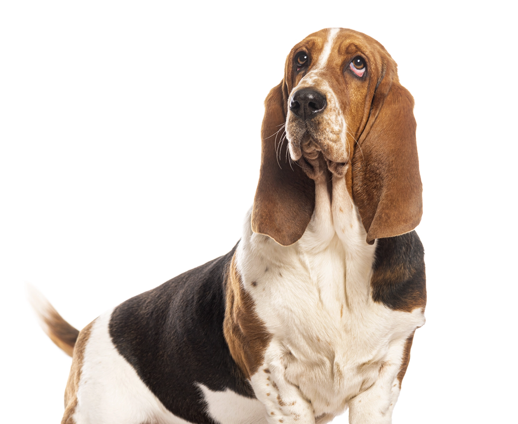 basset_hound_whitebg
