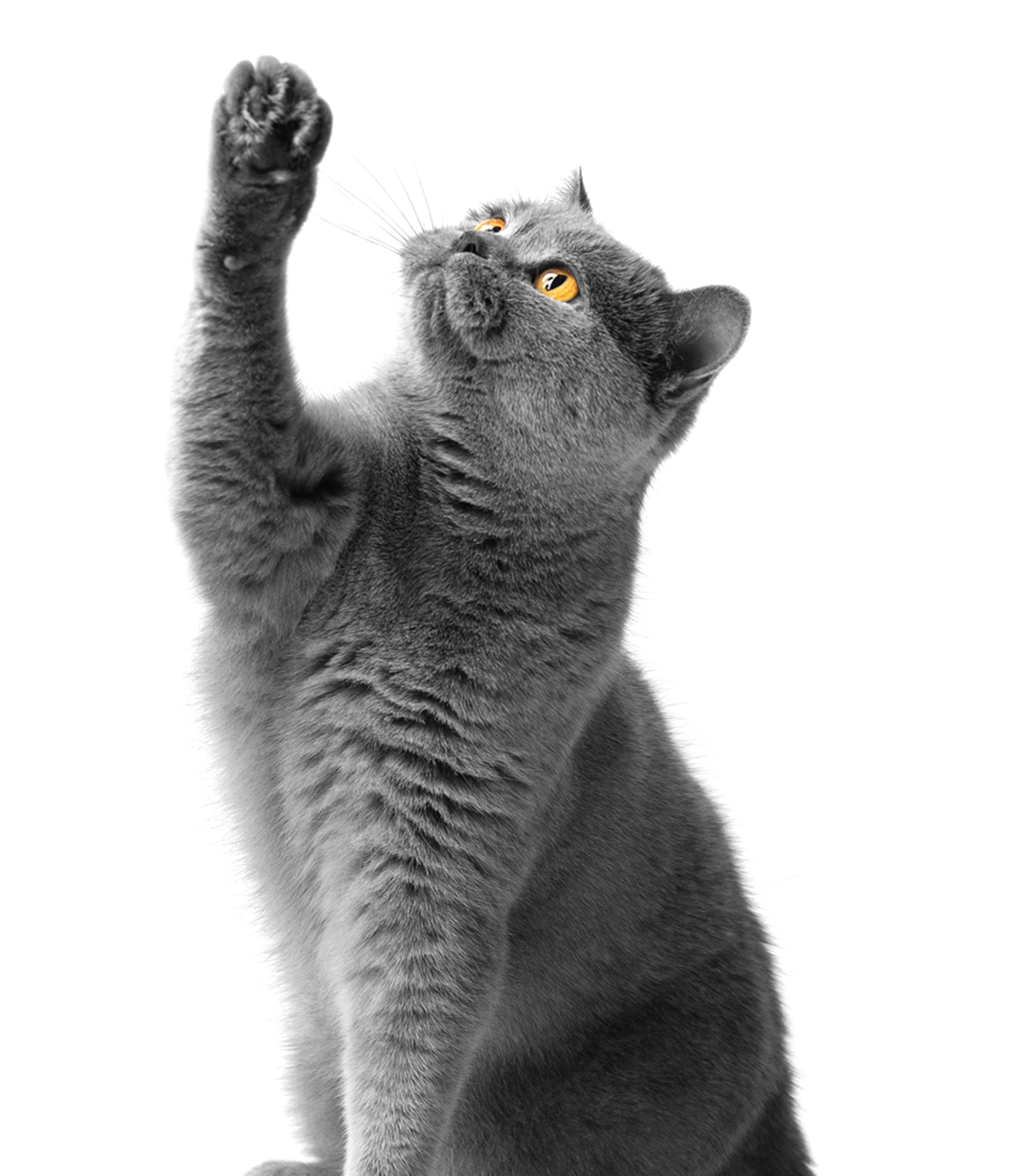 catonhindlegs