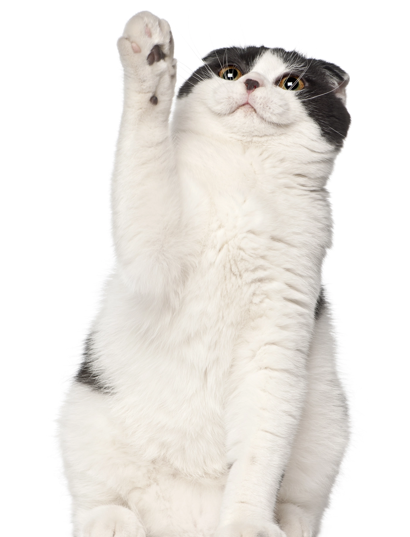 kitten_reaching_up